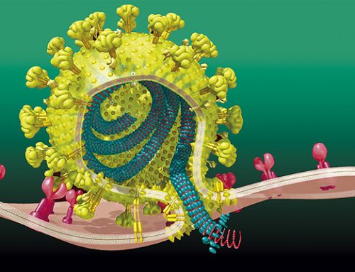 COVID-19, Diabetes y obesidad